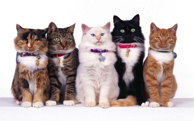 Different classes of cats (What you need to know about cat shows)