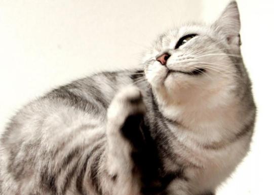 Due to External Parasites