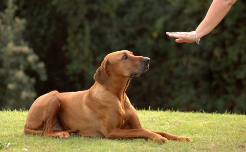 Teach Your Dog To 'Sit' (Tricks to Teach Your Dog)
