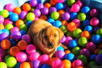 Image result for dog in ball pool