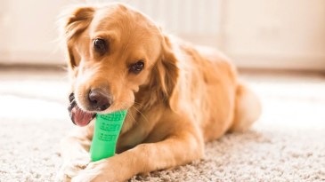 Image result for dog teeth cleaning toy