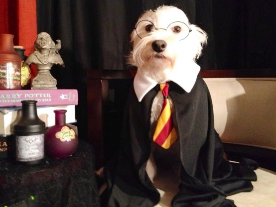 Harry Potter Themed Dog Costume