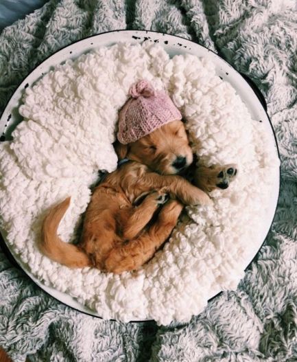 Naptime (Dog Portraits from Photos)