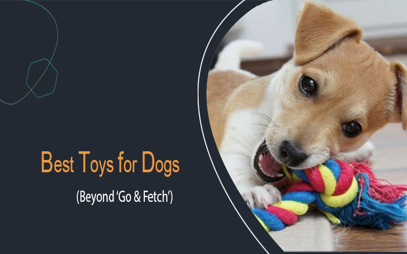 Best Toys For Dogs (Beyond ‘Go & Fetch’)