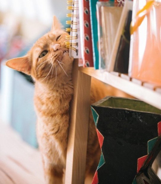 Bug Allergies in Cats