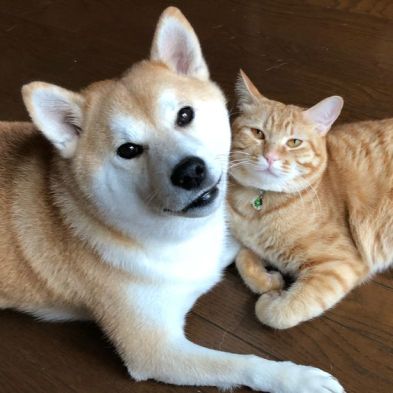 With Their Feline Siblings