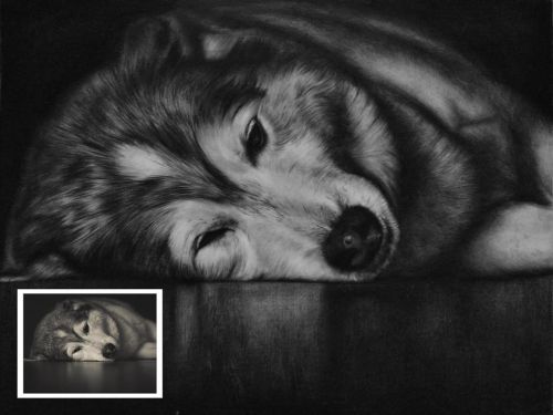 Pet Memories: Charcoal Pet Portrait from Photo