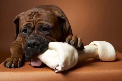 A Birthday Bone as dogs birthday gift