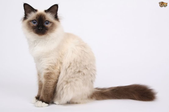 Birman