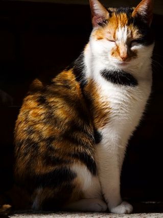 Find The Right Light