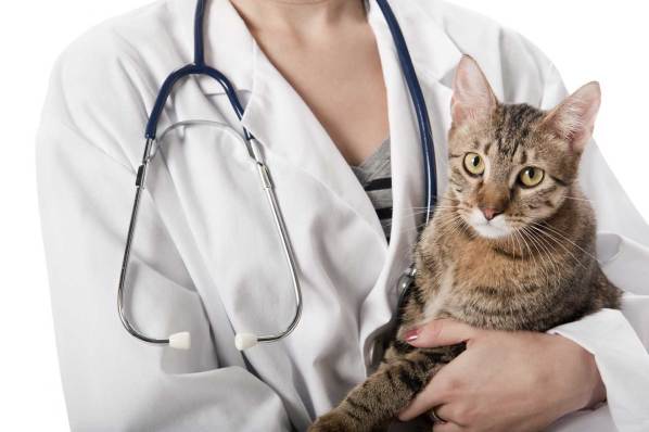 Cat at a vet (TRAVEL WITH CAT: TIPS AND TRICKS)