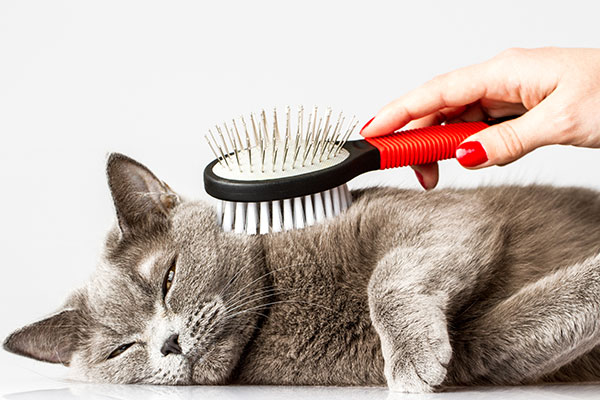 Brushing the Cat (Cat Grooming)