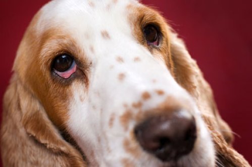 Symptoms of Dry Eye in Dogs(Dry Eyes in Dog: Why Dogs Eyes have gone be Dry??)