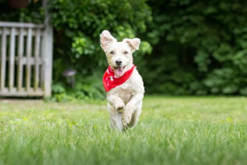 Burst Mode Photos (Dog Portraits from Photos)