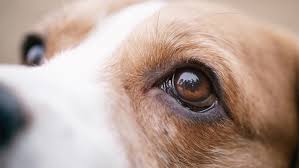 Dog Eyes method