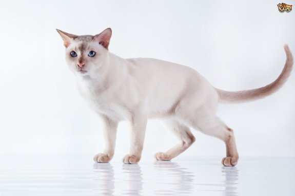 Tonkinese