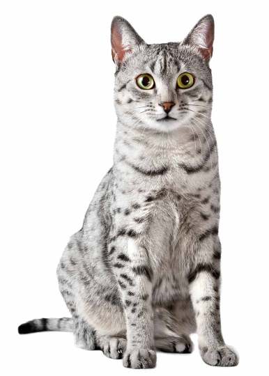 Egyptian Mau