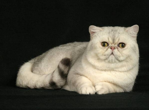 Exotic Shorthair (Best Cat Breeds)