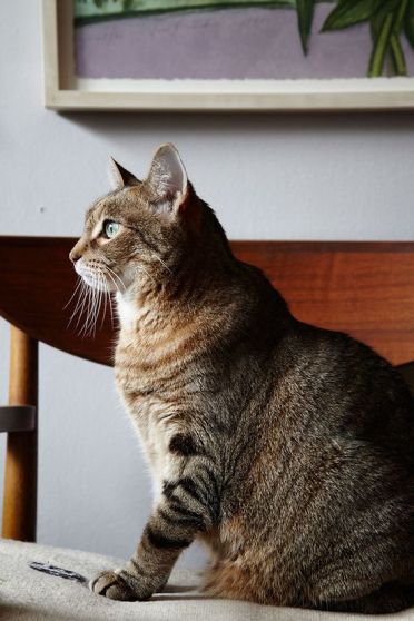 Take Some Dramatic Profiles (Cat Photography Tips)
