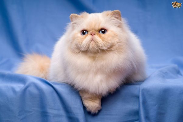 Persian cats