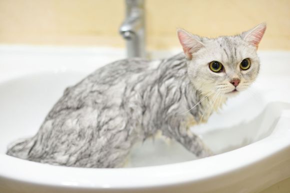 Bathing the Cat (Cat Grooming)