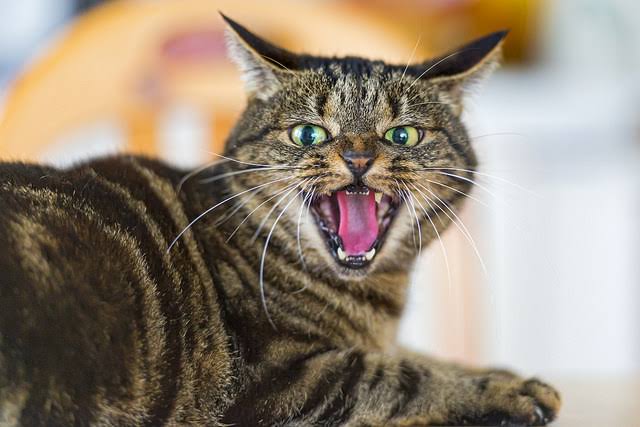 The Enraged Cat