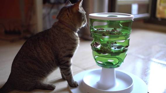 Cat Food Tree As Cat Birthday Gift