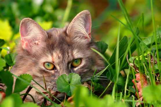 Inhalant Allergies in Cats