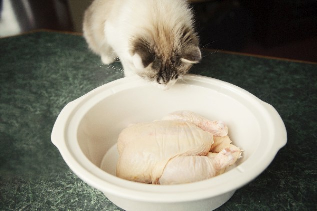 Raw Chicken (Homemade Cat Food: 10 DIY Ideas)