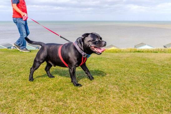 Establish a Routine - potty train a dog