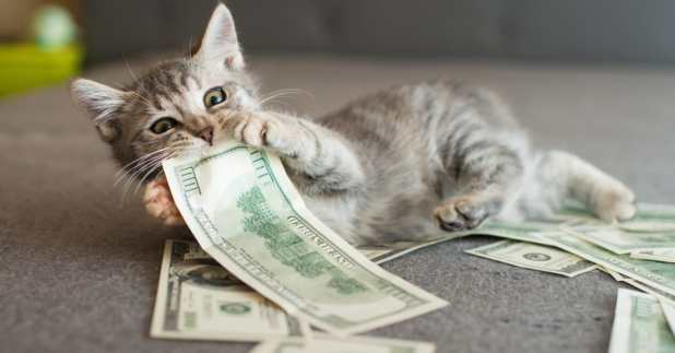 cats make the best pet in money