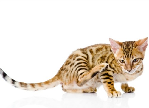 Contact Allergies in Cats