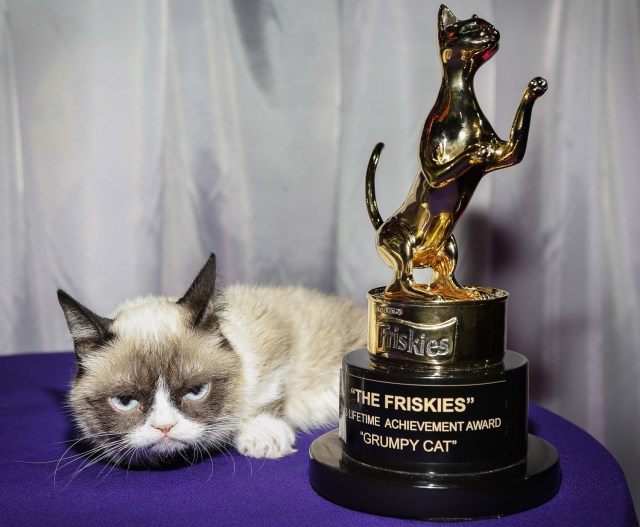 Awards (What you need to know about cat shows)