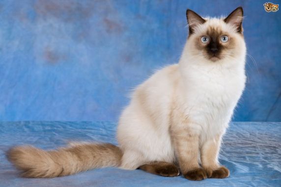 Ragdoll cats