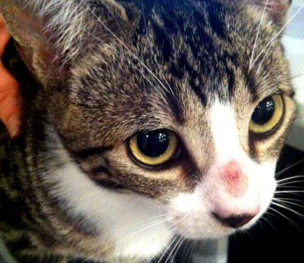 Due to Ringworms (HAIR LOSS IN CATS)