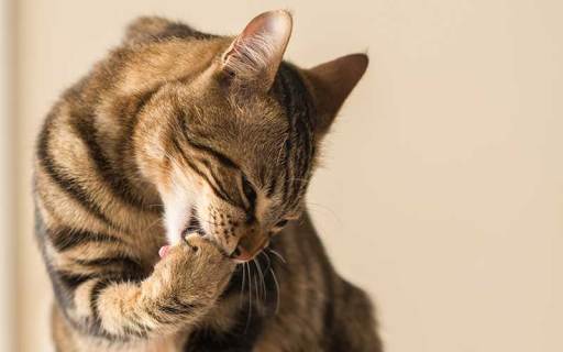 Due to Stress (HAIR LOSS IN CATS)