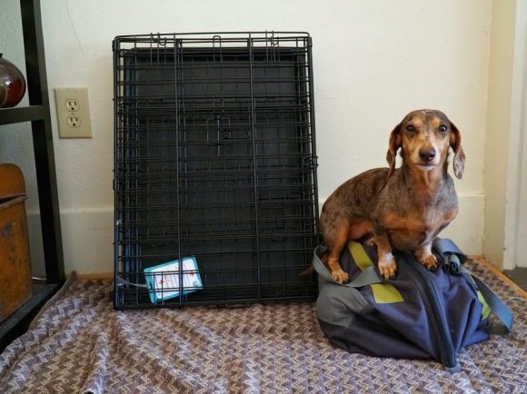 Dog Crates to Travel with a Dog