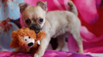Image result for happy dog with toy