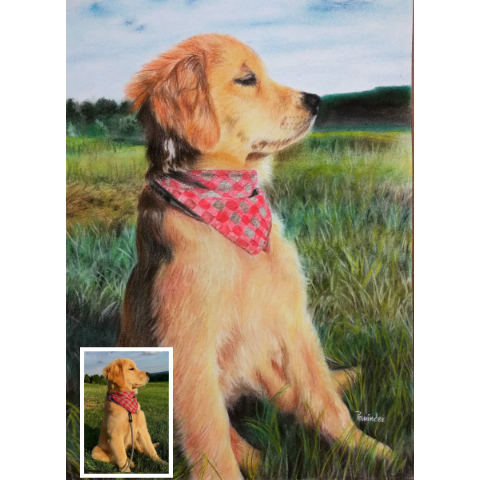 Pet Colored Pencil Drawing