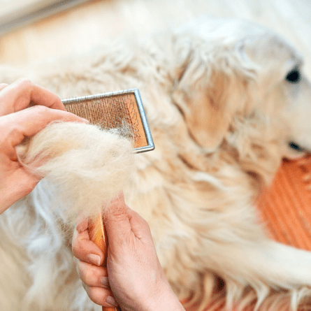 Hair Loss in Dogs