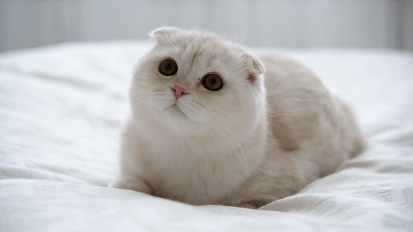 Scottish Fold